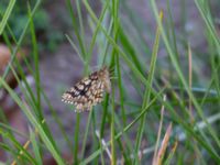 Chiasmia clathrata Hammars backar, Ystad, Skåne, Sweden 20190417_0038