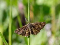 Ematurga atomaria Lenstad, Mörbylånga, Öland, Sweden 20170526_0392