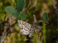 Ematurga atomaria Väster-Sortmyran, Sävar, Umeå, Västerbotten, Sweden 20150706_0299