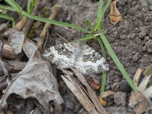 Epirrhoe alternata - Common Carpet - Grå mårfältmätare