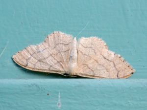 Idaea aversata - Riband Wave - Vinkellövmätare