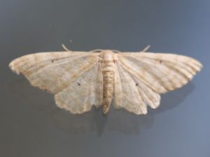 Idaea biselata - Small Fan-footed Wave - Tofsfotad lövmätare