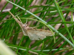 Idaea fuscovenosa - Dwarf Cream Wave - Benfärgad lövmätare