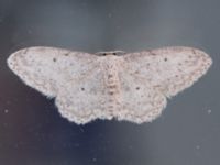 Idaea seriata Potatisåkern 93 C, Malmö, Skåne, Sweden 20240914_0043