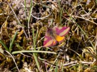 Lythria cruentaria Lyngsjö hed, Kristianstad, Skåne, Sweden 20160508_0066