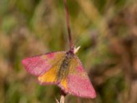 Lythria cruentaria Simris strandmark, Simrishamn, Skåne, Sweden 20150703_0036