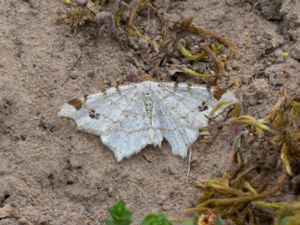 Macaria notata - Peacock Moth - Pilbågmätare