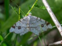 Macaria notata Gyetorpskärret, Kristianstad, Skåne, Sweden 20170610_0121