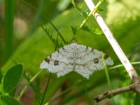 Macaria notata Gyetorpskärret, Kristianstad, Skåne, Sweden 20170610_0152