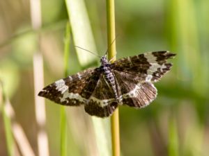 Rheumaptera subhastata - White-banded Black Moth - Vitbandad blåbärsfältmätare