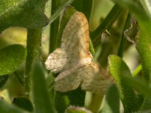 Scopula floslactata - Cream Wave - Blekgul lövmätare