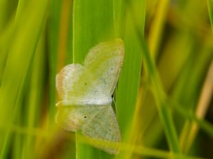 Scopula immutata - Lesser Cream Wave - Ängslövmätare