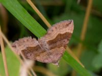 Scotopteryx chenopodiata Lernacken, Malmö, Skåne, Sweden 20150815_0017