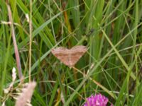 Scotopteryx chenopodiata Lyngsjön, Kristianstad, Skåne, Sweden 20170719_0130