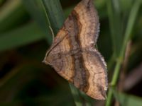 Scotopteryx chenopodiata Terekudden, Bunkeflo strandängar, Malmö, Skåne, Sweden 20150724_0011