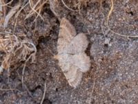 Selidosema brunnearia Långalvaret, Borgholm, Öland 20180809_0098