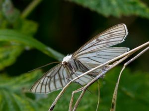 Siona lineata - Black-veined Moth - Svartribbad vitvingemätare