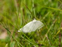 Siona lineata Gyetorpskärret, Kristianstad, Skåne, Sweden 20170610_0155