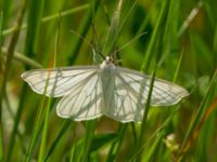 Siona lineata Lottagården, Krankesjön, Lund, Skåne, Sweden 20120609B 273