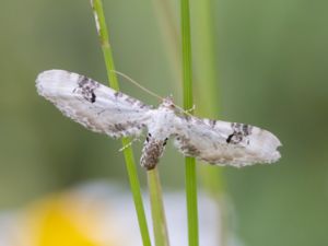 Eupithecia centaureata - Lime-speck Pug - Klintmalmätare