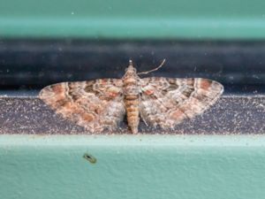 Gymnoscelis rufifasciata - Double-striped Pug - Tvåsporrig malmätare