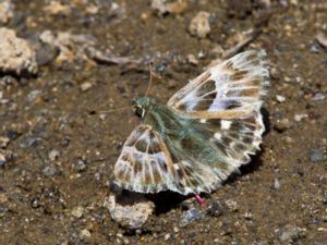 Carcharodus orientalis - Oriental Marbled Skipper - Orientalisk marmorvisslare