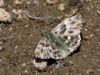 Carcharodus orientalis Nemrut Dagi, Turkey 20120704B 490