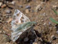 Carcharodus orientalis Nemrut Dagi, Turkey 20120704B 496