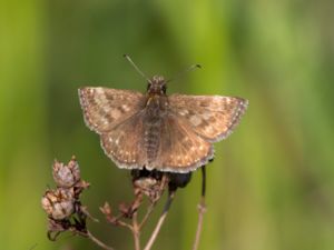 Erynnis tages - Dingy Skipper - Skogsvisslare