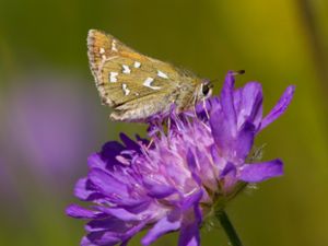 Hesperia comma - Silver-spotted Skipper - Silversmygare