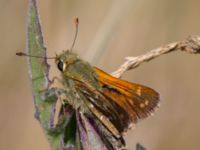 Hesperia comma Horna, Åhus, Kristianstad, Skåne, Sweden 20130723-138