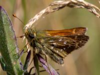 Hesperia comma Horna, Åhus, Kristianstad, Skåne, Sweden 20130723-142