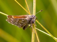 Hesperia comma Risen, Genarp, Lund, Skåne, Sweden 20120812B 113