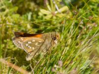 Hesperia comma Skäpperöds fälad, Hörby, Skåne, Sweden 20140720_0020