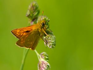 Ochlodes sylvanus - Large Skipper - Ängssmygare