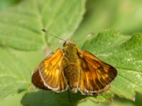 Ochlodes sylvanus Järavallen, Kävlinge, Skåne, Sweden 20160709_0060