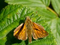 Ochlodes sylvanus Järavallen, Kävlinge, Skåne, Sweden 20160709_0131