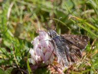 Pyrgus armoricanus Simris strandmark, Simrishamn, Skåne, Sweden 20150703_0005