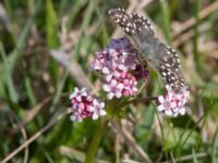 Pyrgus malvae Gyetorpskärret, Kristianstad, Skåne, Sweden 20150514_0197