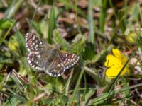 Pyrgus malvae Risen, Genarp, Lund, Skåne, Sweden 20140501_0017