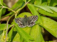 Pyrgus malvae Tveta reningsverk, Mörbylånga, Öland, Sweden 20170525_0388