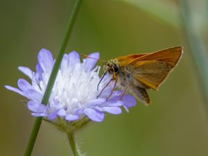 Thymelicus sylvestris - Small Skipper - Större tåtelsmygare