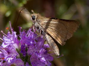 Thymelicus acteon - Lulworth Skipper - Fläckig tåtelsmygare