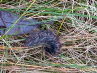 Macrothylacia rubi larva Pumpstationen, Vombsjön, Lund, Skåne, Sweden 20180102_2