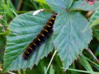 Macrothylacia rubi larva Risen, Genarp, Lund, Skåne, Sweden 20120812B 089