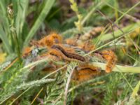 Malacosoma castrense Kalkstad-Lenstad, Mörbylånga, Öland, Sweden 20150606_0157