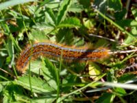 Malacosoma castrense larva Tvärvägen, Näsby, Mörbylånga, Öland, Sweden 20190609_0250