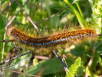 Malacosoma castrense larvae Listarums grushed, Tomelilla, Skåne, Sweden 20140525_0308