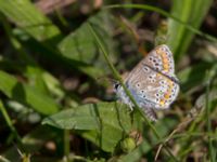 Aricia agestis Almåsa, Malmö, Skåne, Sweden 20150814_0044