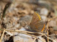 Aricia agestis Demergy, Crimea, Russia 20150918_0012